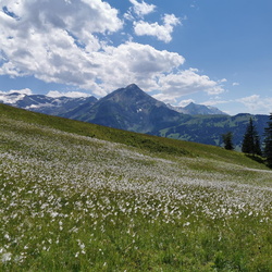 Tour 15 - Lauenen