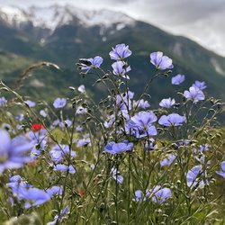 Felsenpfad hoch über dem Vispertal 16.05.2026